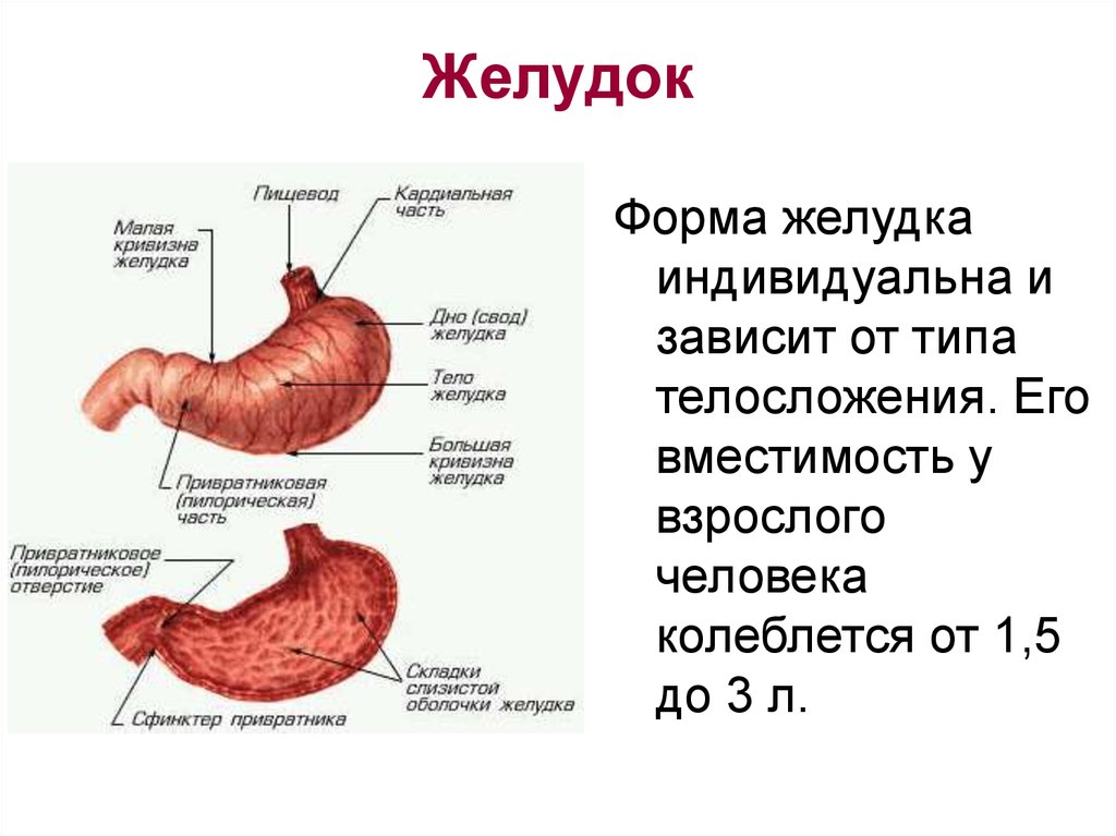 Рисунок желудка человека