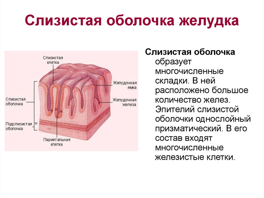 Слизистая оболочка состоит из слоев. Слизистая оболочка желудка образована эпителием. Слизистая оболочка желудка образует складки. Строение слизистой оболочки анатомия. Какая ткань образует слизистой оболочки желудка.