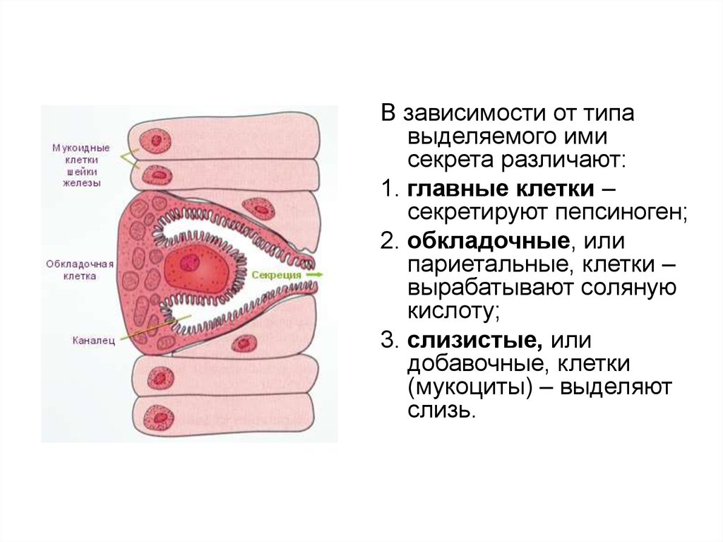 Слизистые клетки секрет. Обкладочные клетки желудка. Париетальных клеток слизистой оболочки желудка. Секреция клеток желудка. Париетальные клетки желудка локализация.