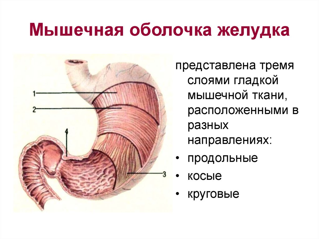 Для слизистой оболочки желудка характерно наличие. Строение стенки желудка слои. Строение серозной оболочки желудка. Особенности мышечной оболочки желудка. 3 Слоя мышечной оболочки желудка.