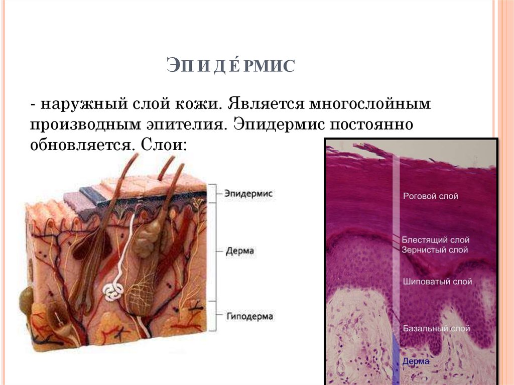 Эпидермис таблица