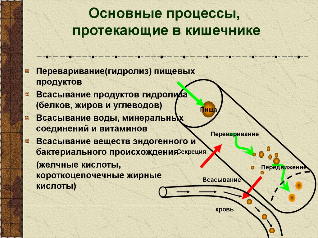 Переваривание пищевых частиц происходит в