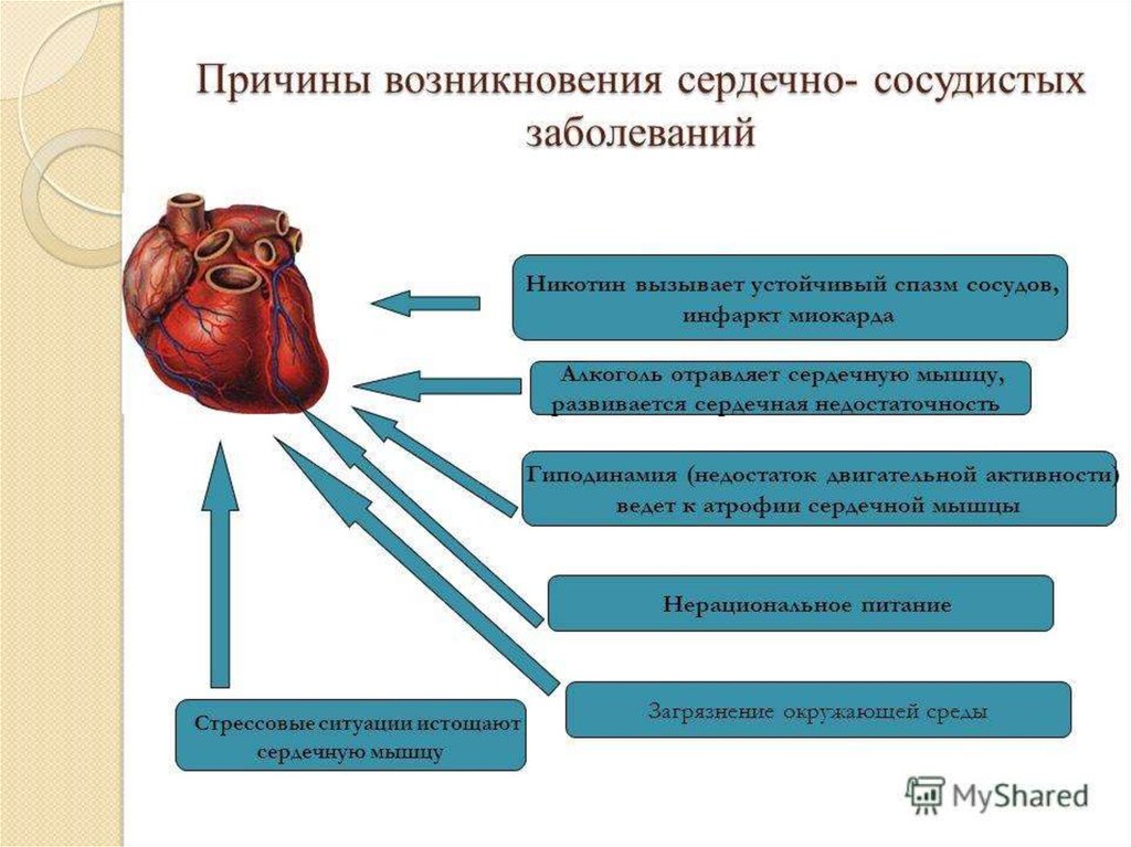 Причины болезни кровообращения. Причины развития болезней сердечно-сосудистой системы. Патология сердечно сосудистой системы схема. Причины сердечно-сосудистых заболеваний. Prichini serdechno-sosudistix zabolevaniy.