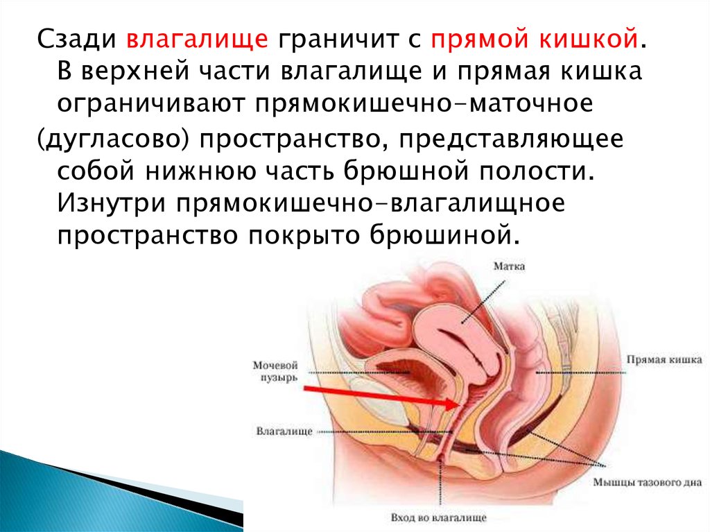 Женская половая система