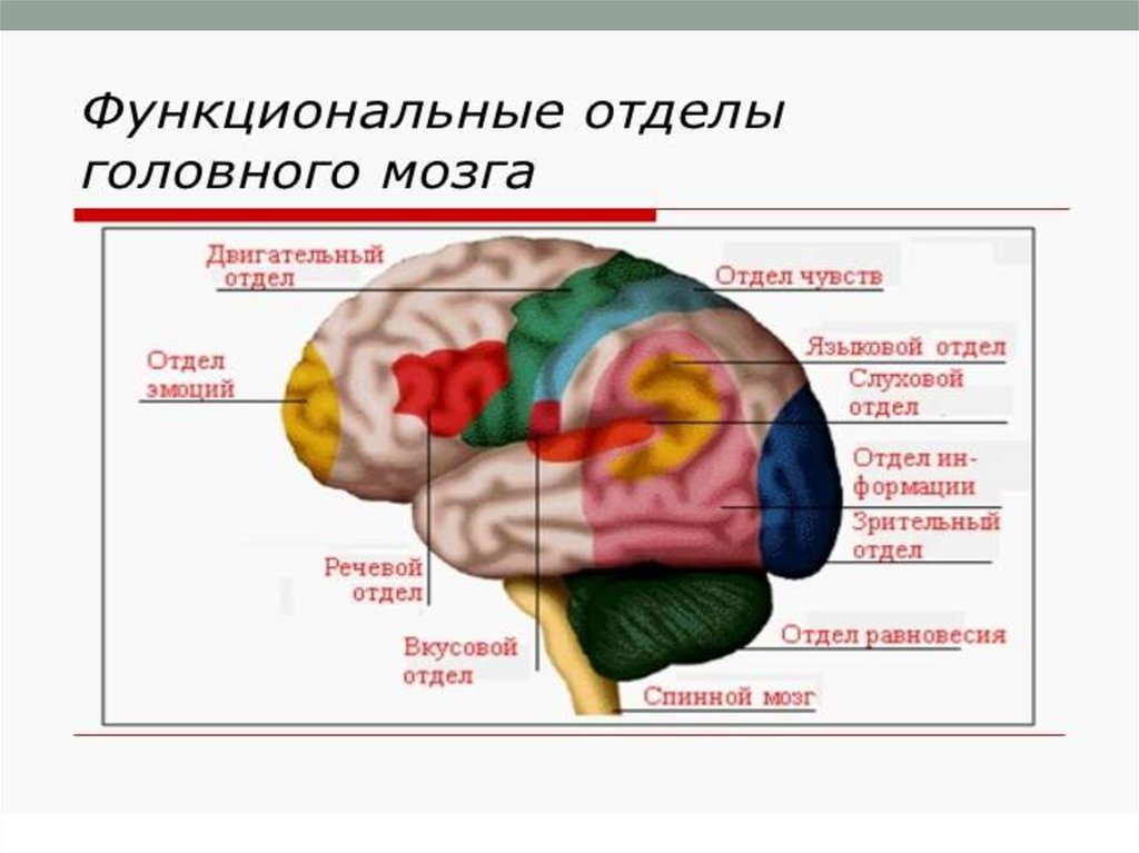 Функциональные зоны мозга. Функциональные отделы головного мозга. Отдел мозга отвечающий за эмоции. Двигательный отдел головного мозга. За что отвечают отделы головного мозга.
