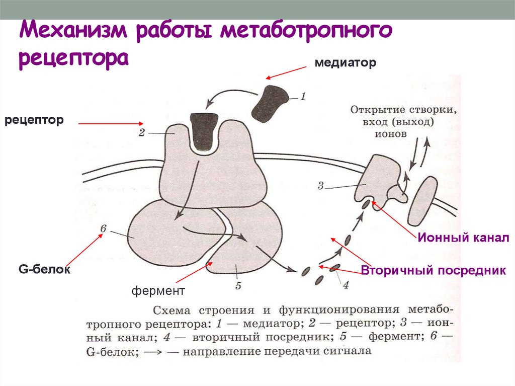 Рецепторы медиаторов. Ионотропные и метаботропные рецепторы. Механизм работы метаботропного рецептора. Метаботропные синапсы физиология. Метаботропные рецепторы физиология.