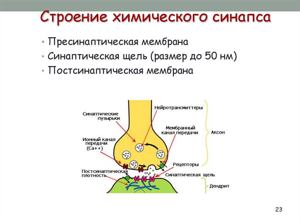 Синапс строение. Синапс пресинаптическая мембрана. Схема строения химического синапса. Строение синапса пресинаптическая мембрана. Химические синапсы в ЦНС.