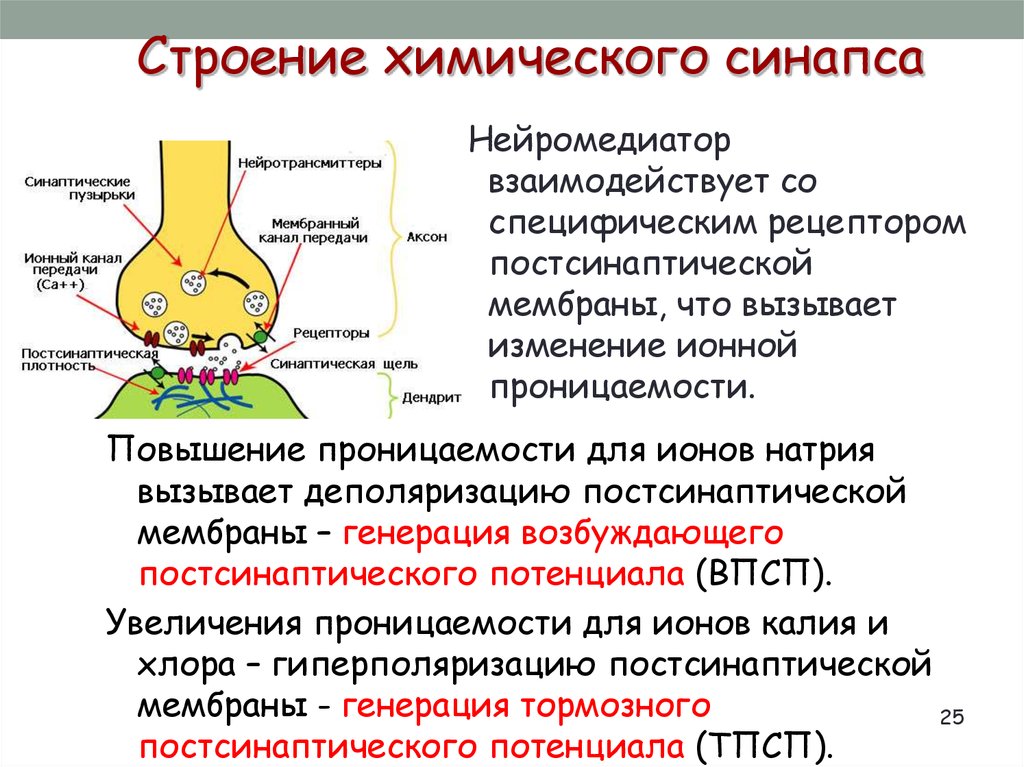 Синапс образован. Деполяризация мембраны синапса. Механизм передачи возбуждения в возбуждающих синапсах, медиаторы.. Синапс механизм передачи возбуждения через химический синапс. Строение химического синапса.