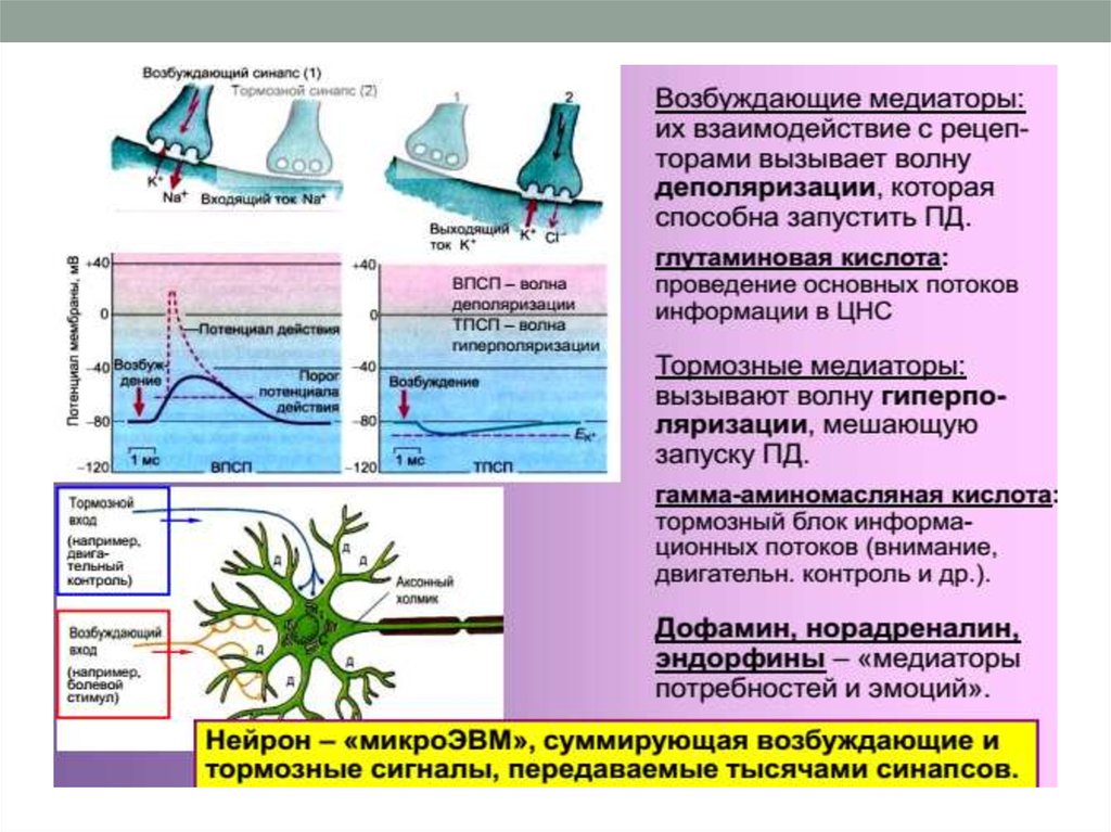 Действие возбуждения. Возбуждение и торможение синапсы. Возбуждающие и тормозные синапсы. Тормозные синапсы и их медиаторы. Медиаторы возбуждения и торможения синапсов.