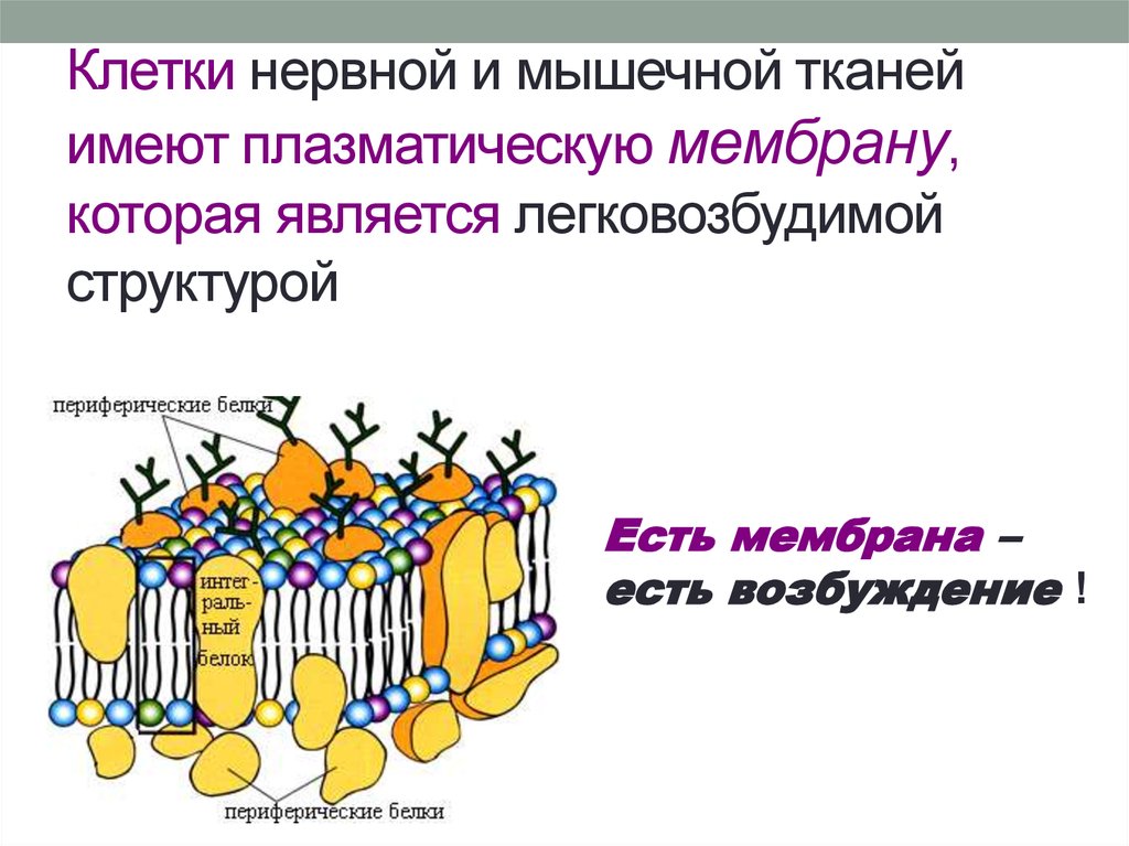 Плазматическую мембрану имеют. В состав клеточной мембраны входят. Строение мембраны клетки нервной ткани. Клеточная мембрана ткань. Плазматическая мембрана нейрона.