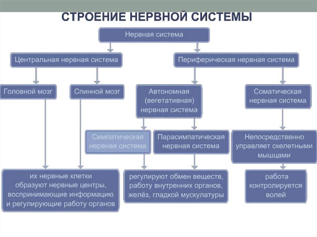 Структура и функция системы. Таблица структура нервной системы человека. Центральная нервная система функции таблица. Функции нервной системы схема. Нервная система по функциям схема.