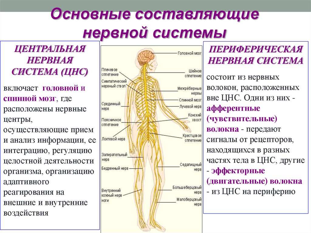 Периферическая нервная система сокращение. Строение центральной и периферической нервной системы. Анатомия периферической нервной системы человека анатомия. Анатомия нервной системы неврология. Нервная система ЦНС И ПНС схема.