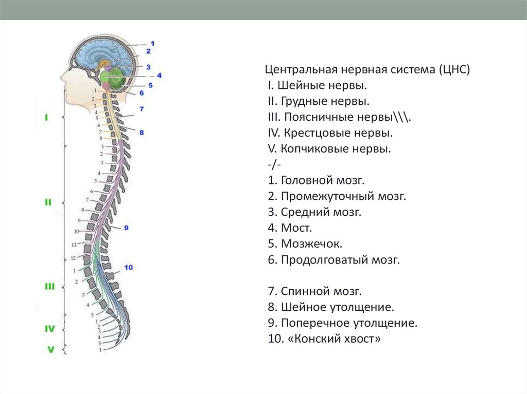 В состав центральной нервной системы входят. Схема строения центральной нервной системы. Строение ЦНС человека схема. Центральная нервная система.