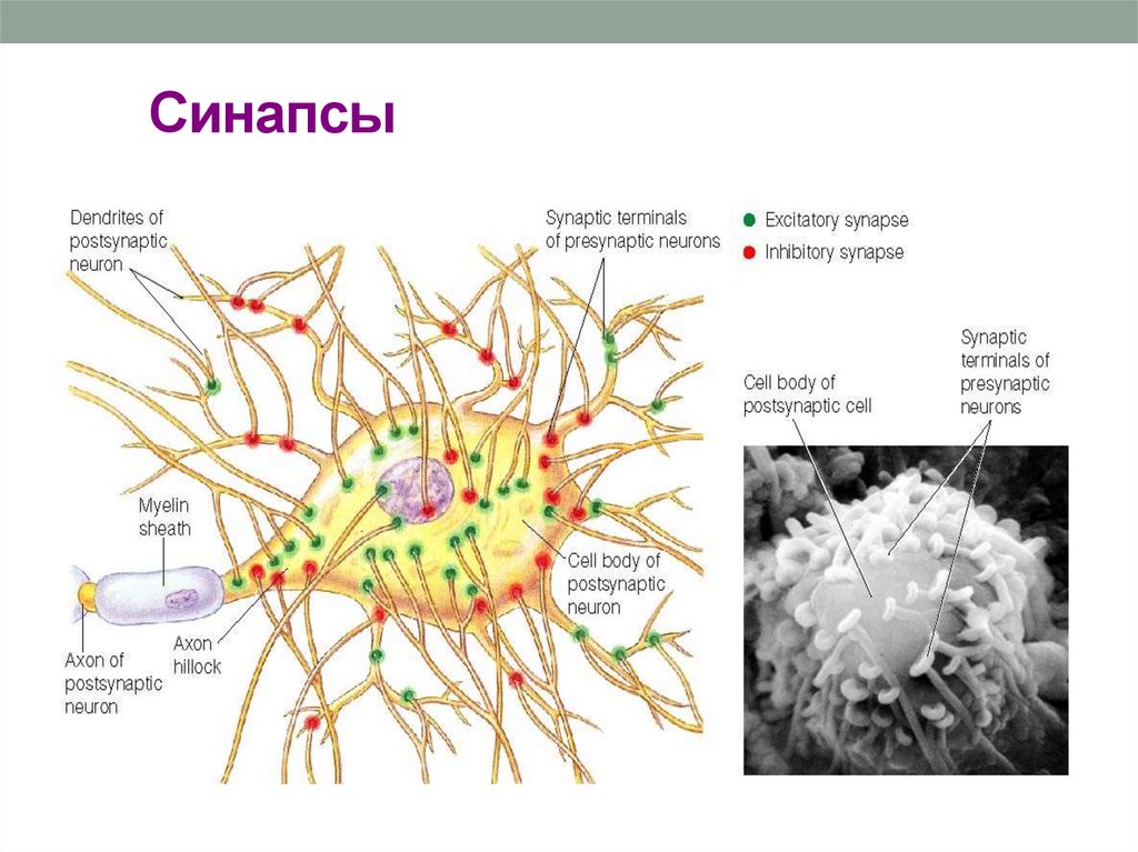 Синапсы головного мозга. Мозг Нейроны синапсы. Синапсы мозга строение. Число синапсов в мозге человека. Синапсы в коре головного мозга.