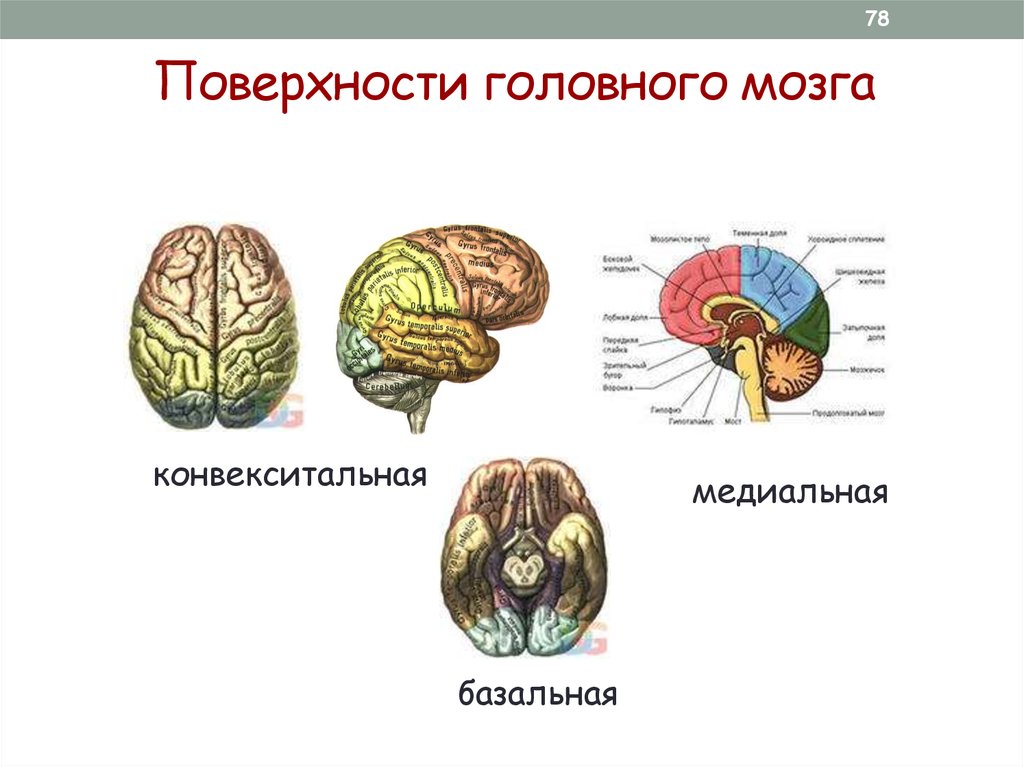 Поверхность головного мозга имеет. Конвекситальные отделы лобных долей мозга это. Медиальные и базальные отделы лобных долей мозга. Конвекситальная поверхность мозга это.