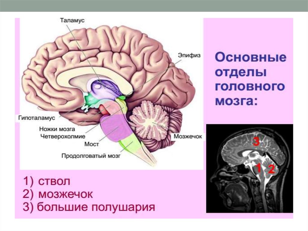 Средний отдел мозга включает