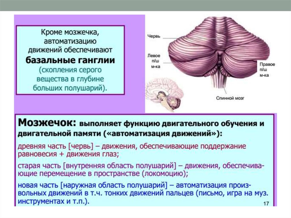 Мозжечок отвечает за. Мозжечок осуществляет функции. Строение мозжечка физиология. Мозжечок мозг функции. Строение мозжечка неврология.