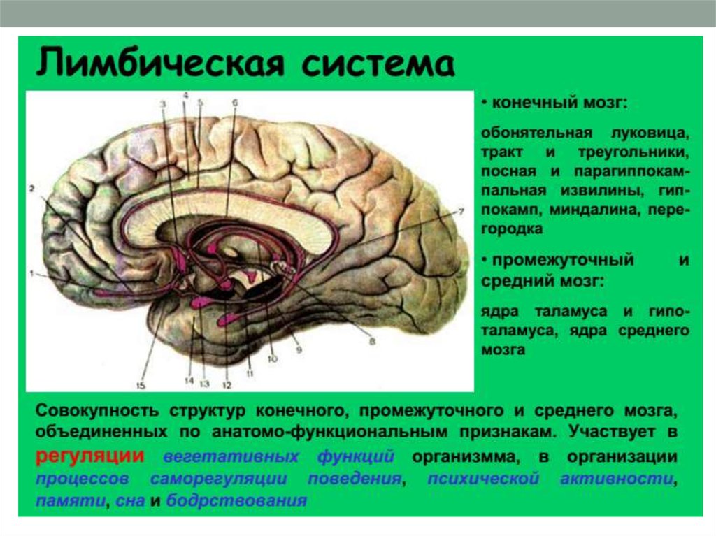 Обонятельное ядро. Лимбическая система головного мозга анатомия. Лимбическая система в мозге человека анатомия.