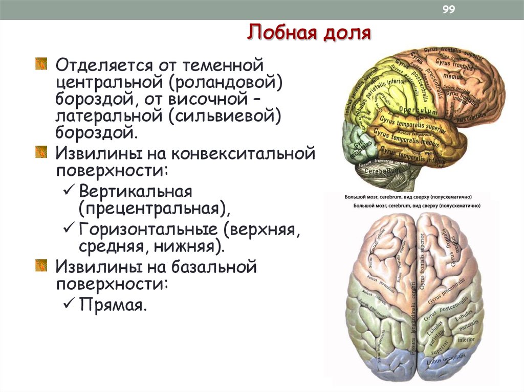 Функции лобной доли головного. Строение лобной доли мозга. Извилины лобной доли головного мозга. Строение лобной доли мозга анатомия.