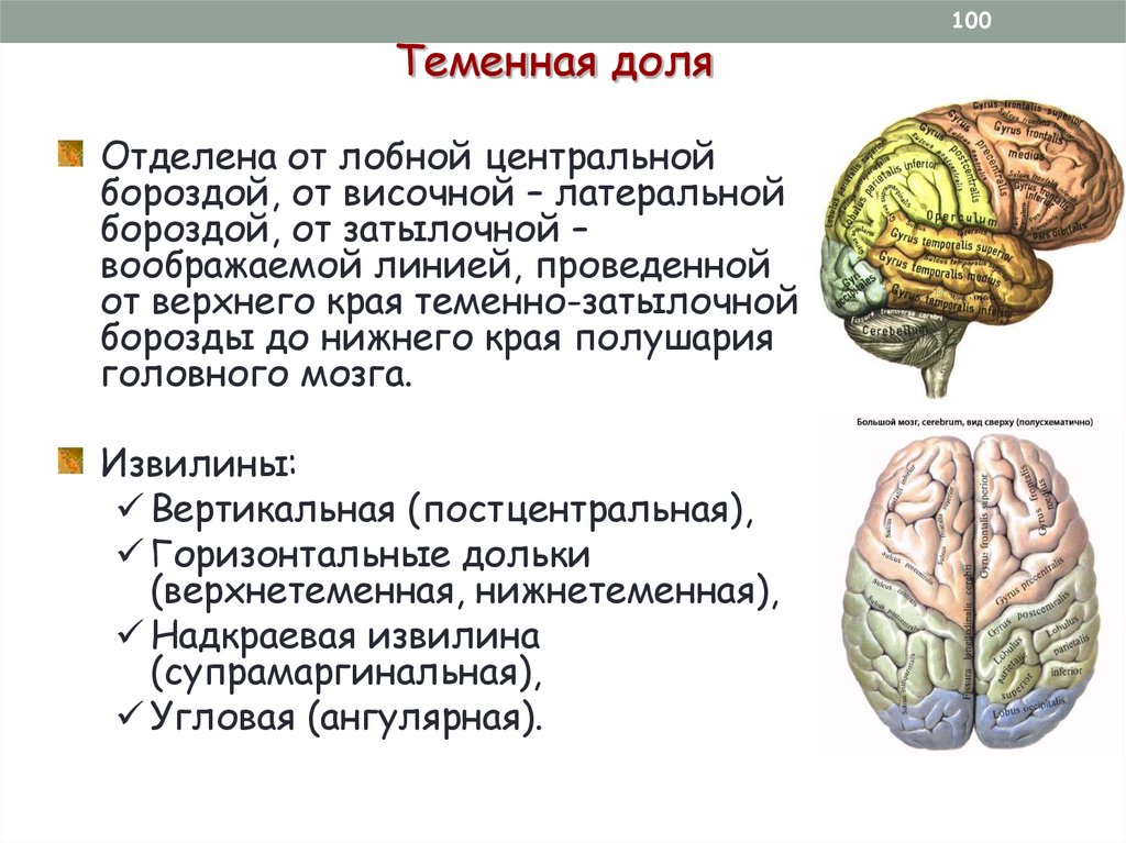 Функции лобной доли головного мозга человека. Извилины теменной доли. Извилины лобной доли головного мозга.