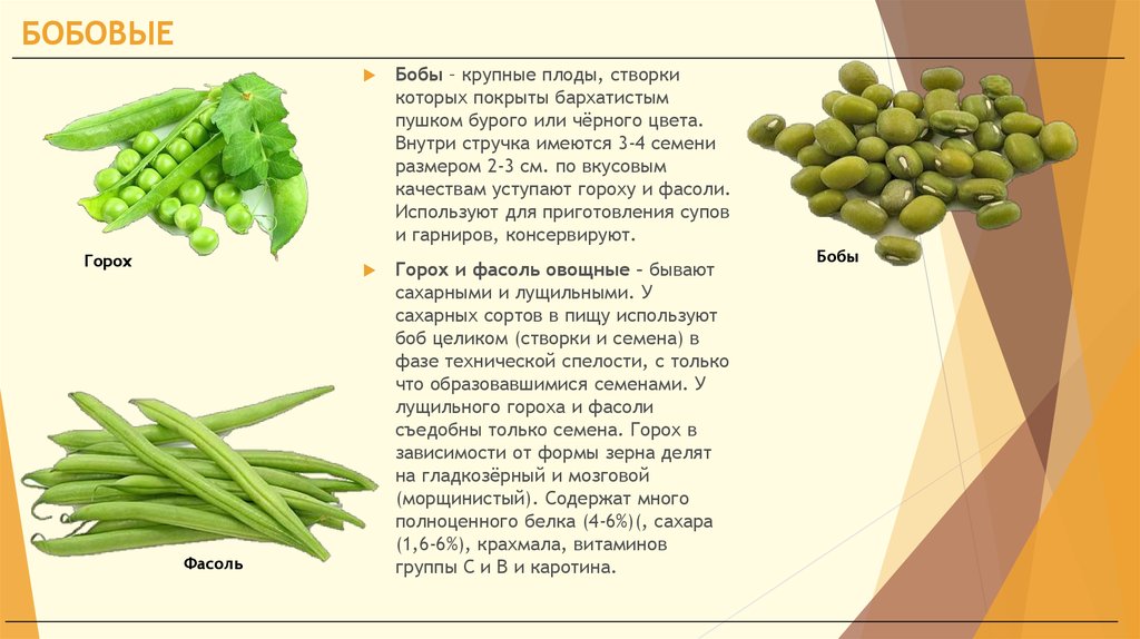 Фасоль польза для человека