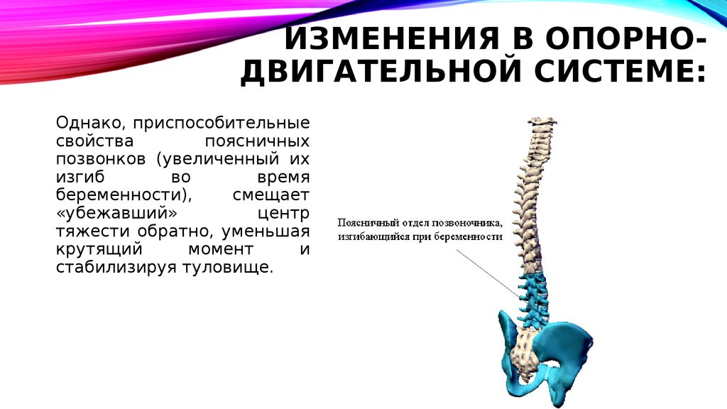 Презентация возрастные особенности опорно двигательного аппарата