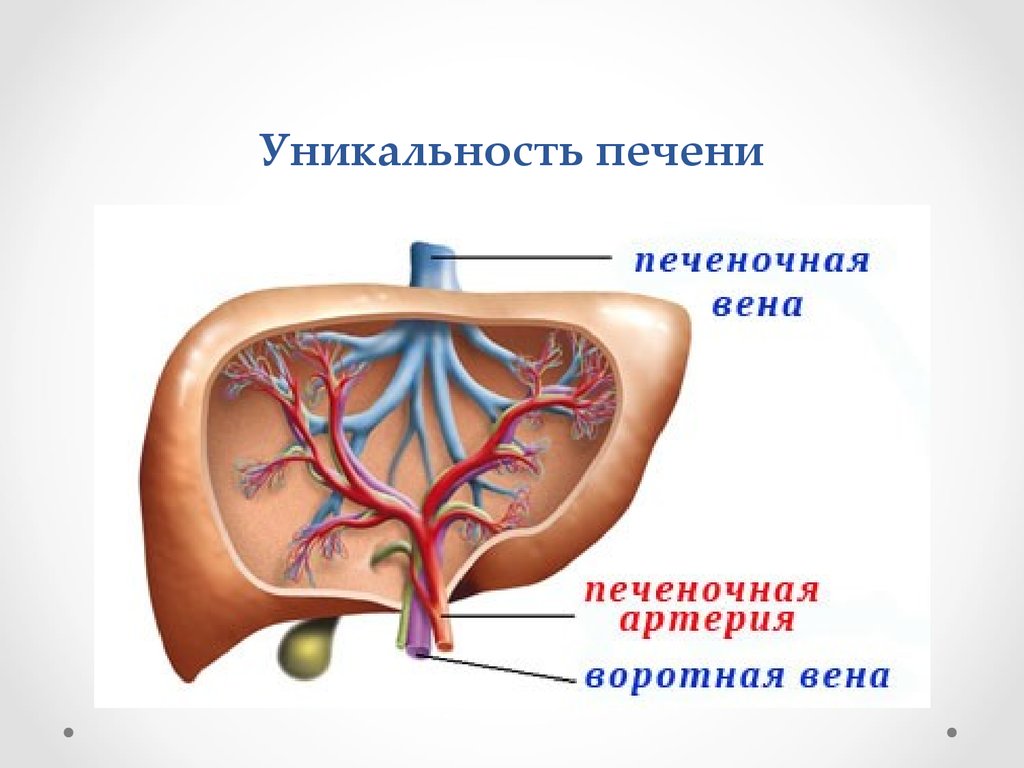 Печень движение крови. Воротная Вена печени и печеночная Вена. Система воротной вены анатомия. Воротная система печени анатомия.