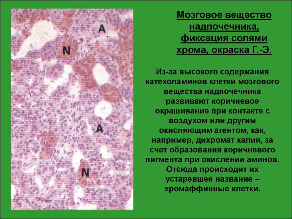 Хромаффинные клетки надпочечников