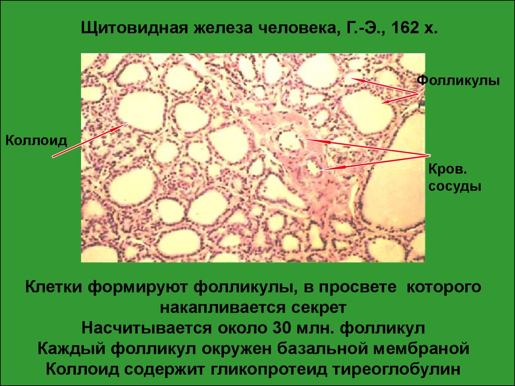 Фолликул тироцита. Парафолликулярные клетки щитовидной железы. Голоядерные клетки щитовидной железы. Клетки фолликула щитовидной железы. Парафолликуллярными клетки щитовиднойжелезы.