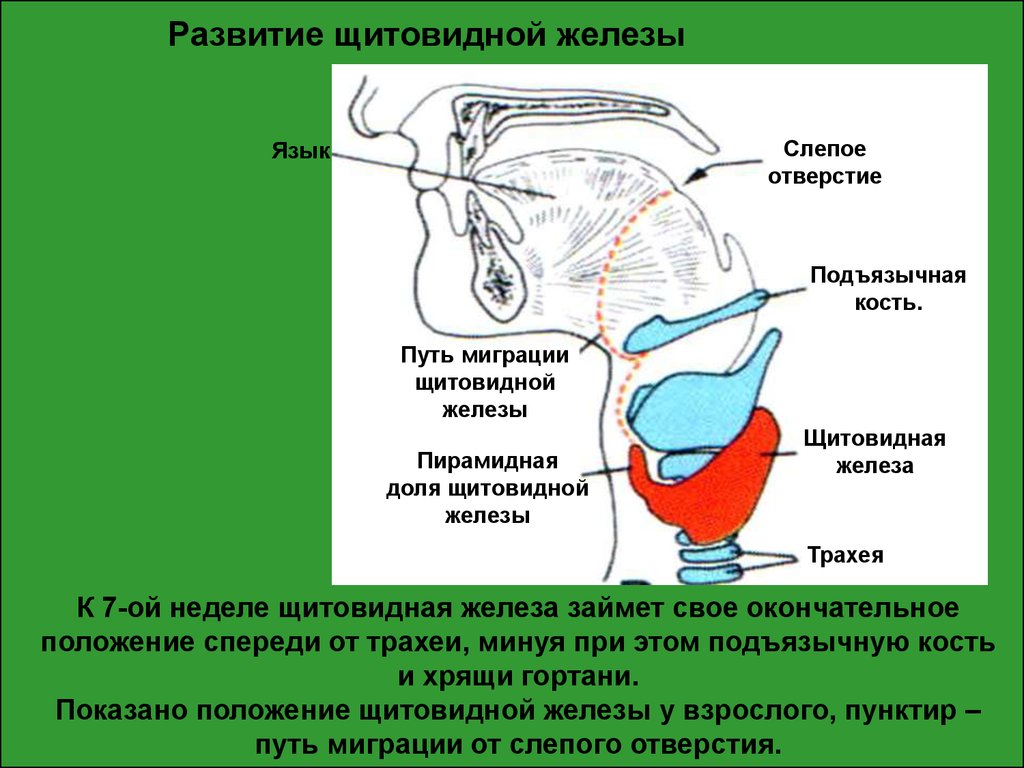 Железы источники развития. Развитие щитовидной железы. Источник развития щитовидной железы. Хрящ щитовидной железы.