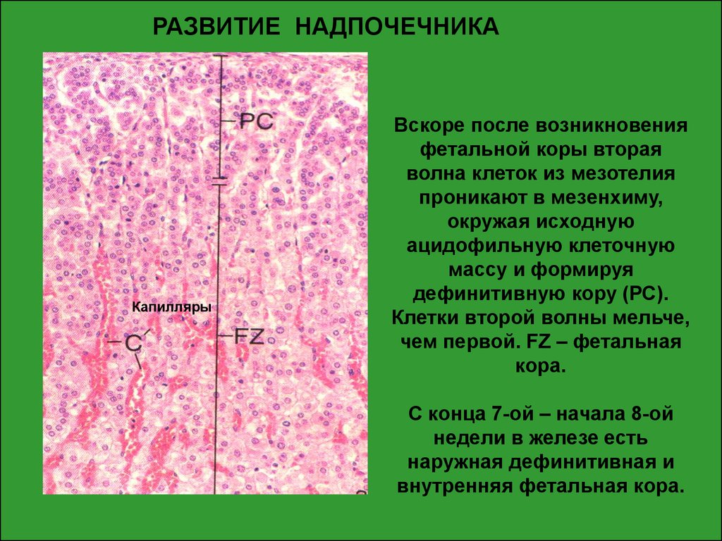 Вскоре после. Фетальная зона коры надпочечников это. Дефинитивная и фетвлтнпя корп гадпочеяников. Мезотелий развивается из мезенхимы.