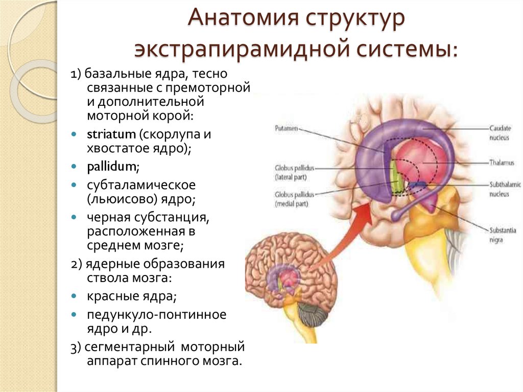 Экстрапирамидная система картинки