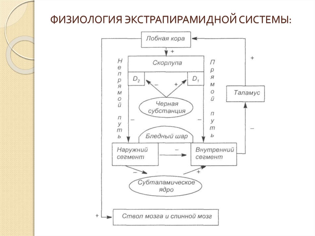 Экстрапирамидная система схема пути