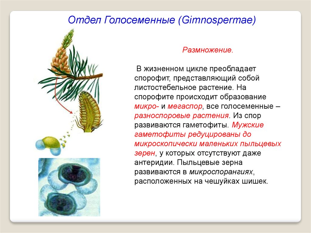На спорофите образуются гаметофит. Цикл размножения голосеменных растений. Спорофит голосеменных растений представлен. Женский гаметофит голосеменных растений представлен. Отдел Голосеменные жизненный цикл.