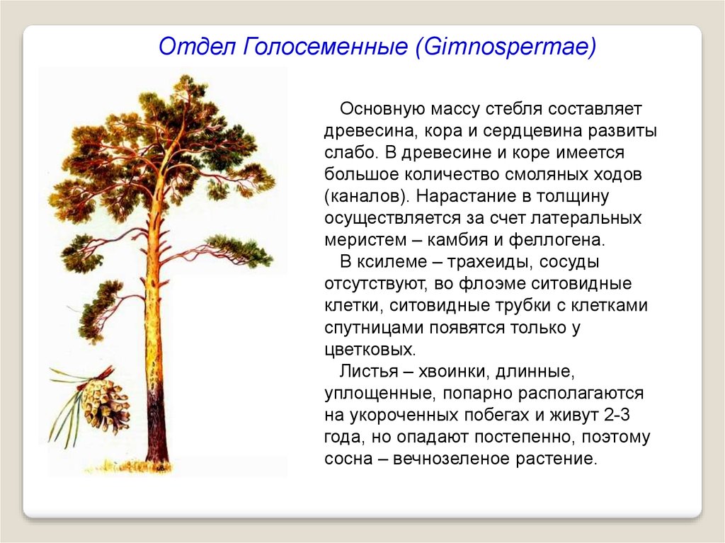 Голосеменные растения 5 класс пасечник презентация