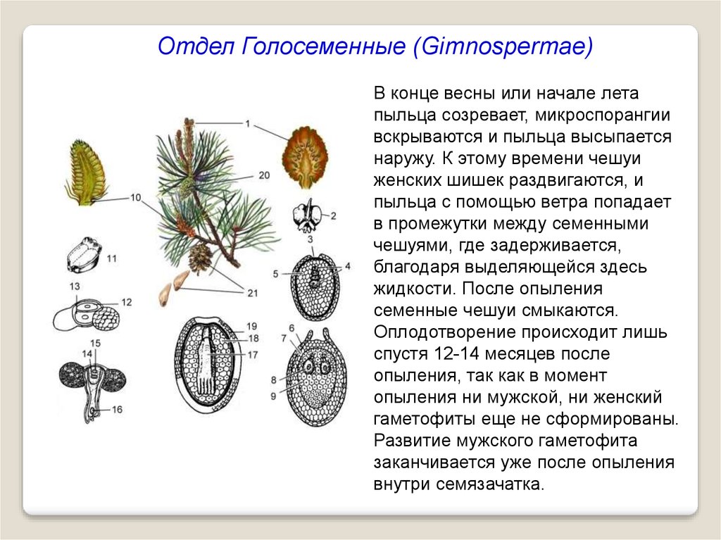 Линия заданий 10, ЕГЭ по биологии