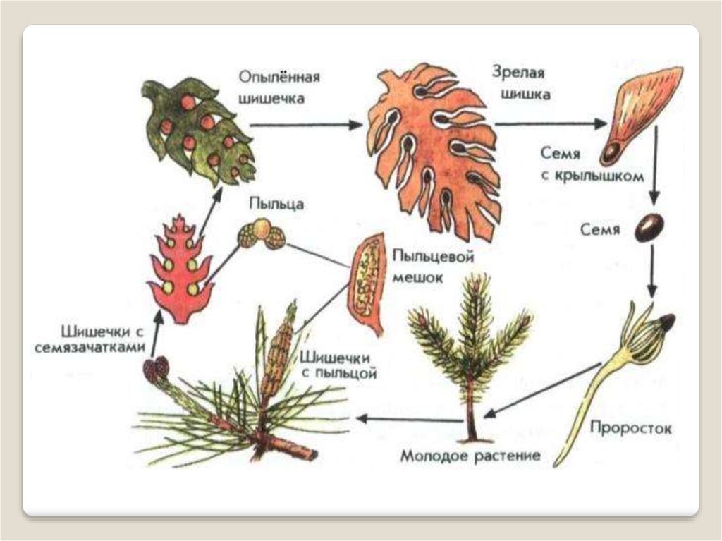 У сосны обыкновенной женские мужские шишки образуются. Цикл размножения голосеменных растений. Жизненный цикл голосеменных растений сосна. Цикл развития голосеменных растений. Цикл размножения сосны обыкновенной.