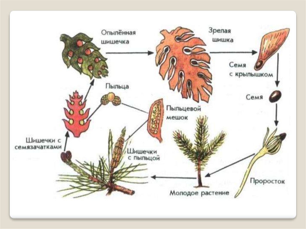 Голосеменные растения пыльца. Цикл размножения голосеменных растений. Жизненный цикл голосеменных растений сосна. Цикл развития голосеменных растений. Цикл размножения сосны обыкновенной.