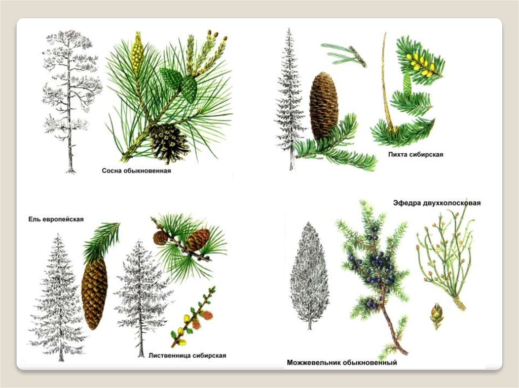 Строение хвойных растений. Расположение хвоинок у лиственницы. Голосеменная пихта Сибирская. Пихта Сибирская расположение хвоинок. Голосеменные:ель сосна, лиственница.