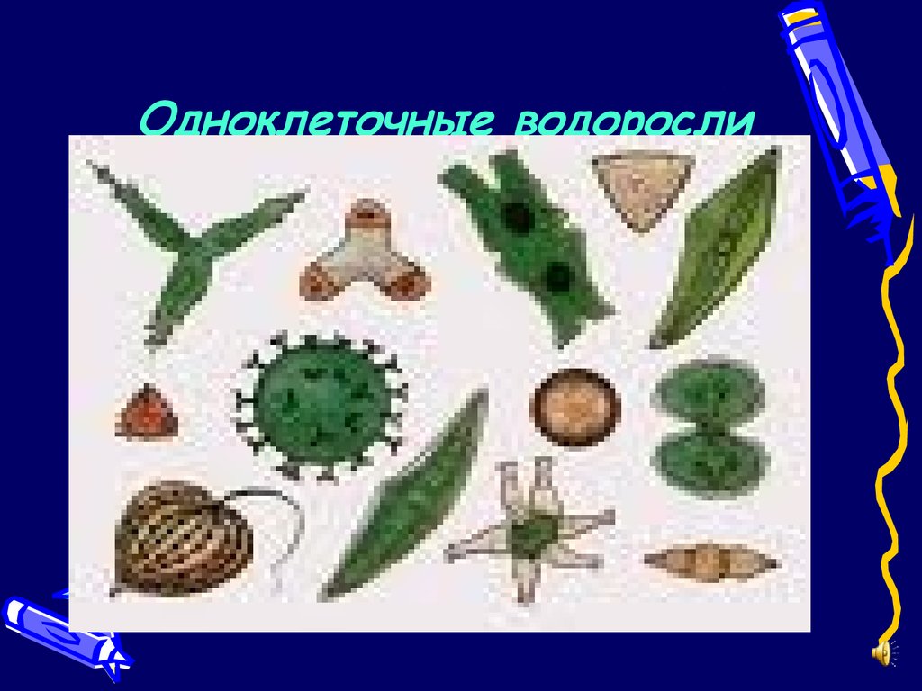Эволюция одноклеточных водорослей. Одноклеточные водоросли. Одноклеточные водоросли рисунок. Одноклеточные водоросли примеры. Одноклеточные зеленые водоросли рисунок.