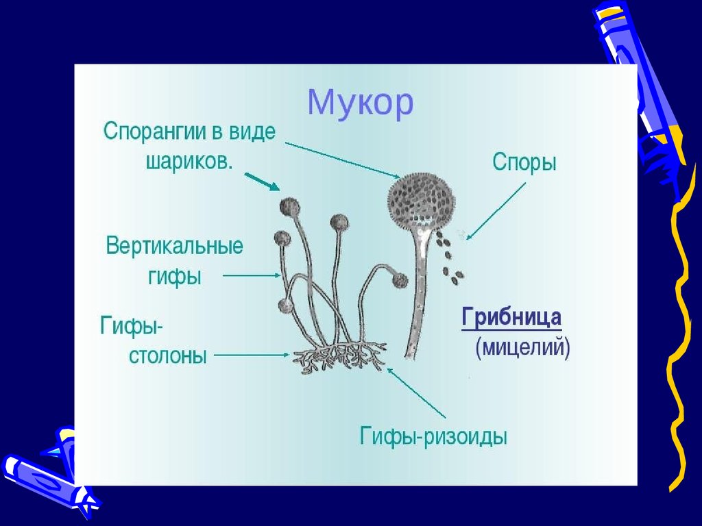 Строение мукора под микроскопом