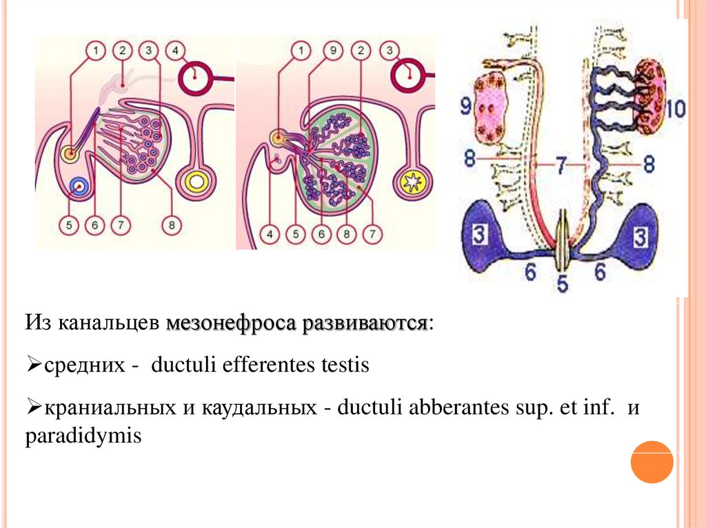 Определите общее количество мезонефросов у модельных животных. Канальцы мезонефроса. Строение мезонефроса. Развитие органов мочевыделительной системы. Мезонефрос гистология.