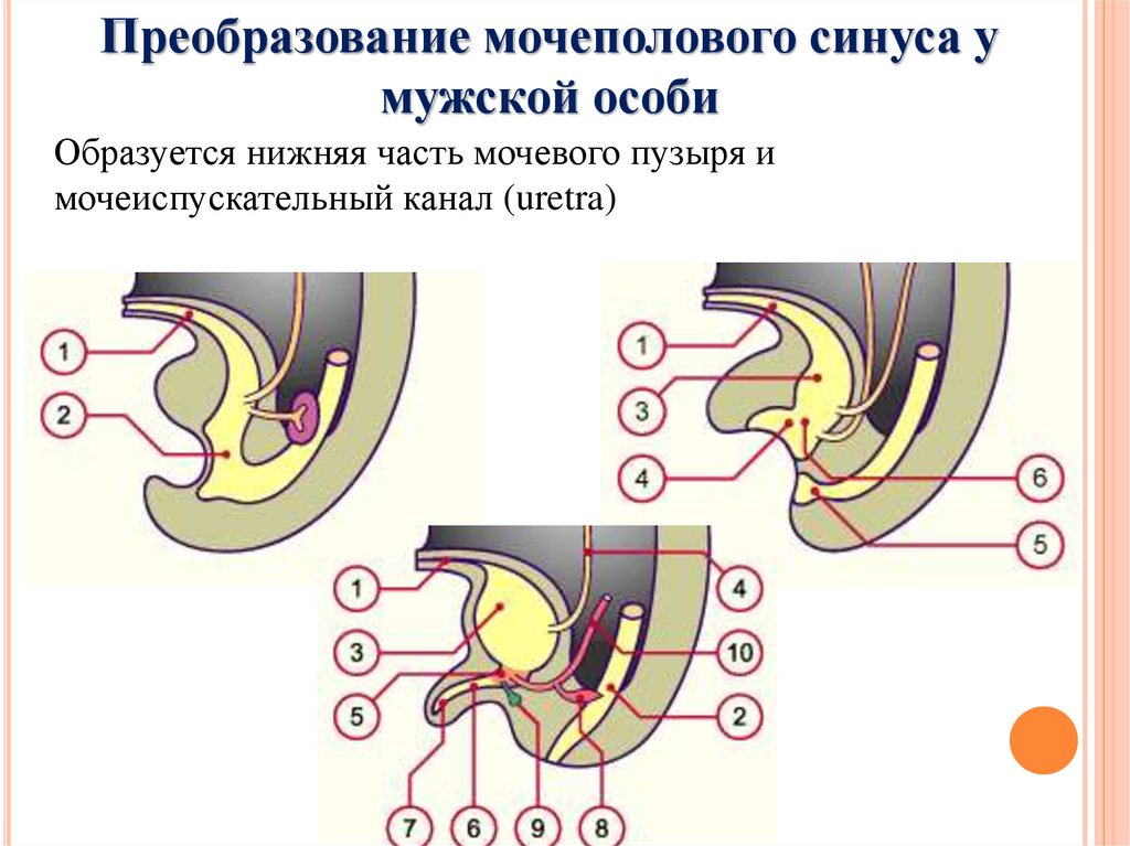 Нижние отделы мочеполового тракта. Мочеиспускательный канал. Персистирующий урогенитальный синус. Мочеполовой синус развивается из.