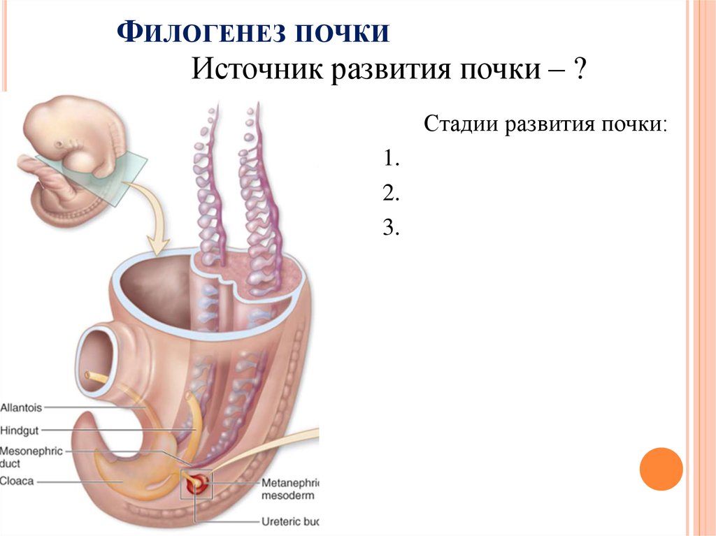 Развитие органов