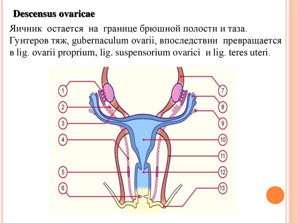 Гунтеров канал. Онтогенез яичников. Граница брюшной полости и малого таза. Онтогенез мочеполовой системы человека.