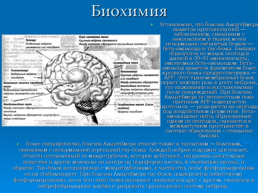 Болезни мозга названия. Болезнь Альцгеймера. Болезнь Альцгеймера биохимия. Биохимические процессы в мозге.