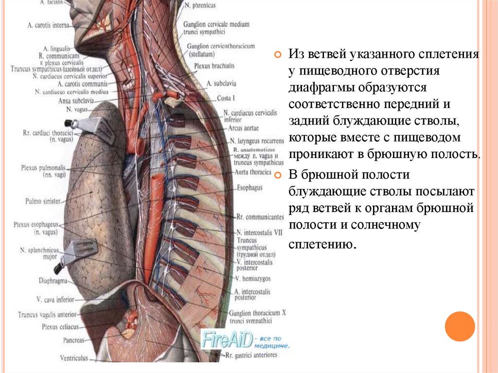 Нервы диафрагмы. Грудной отдел блуждающего нерва. Грудной отдел блуждающий нерв анатомия. Блуждающий нерв топография брюшной полости. Ветви грудного отдела блуждающего нерва.