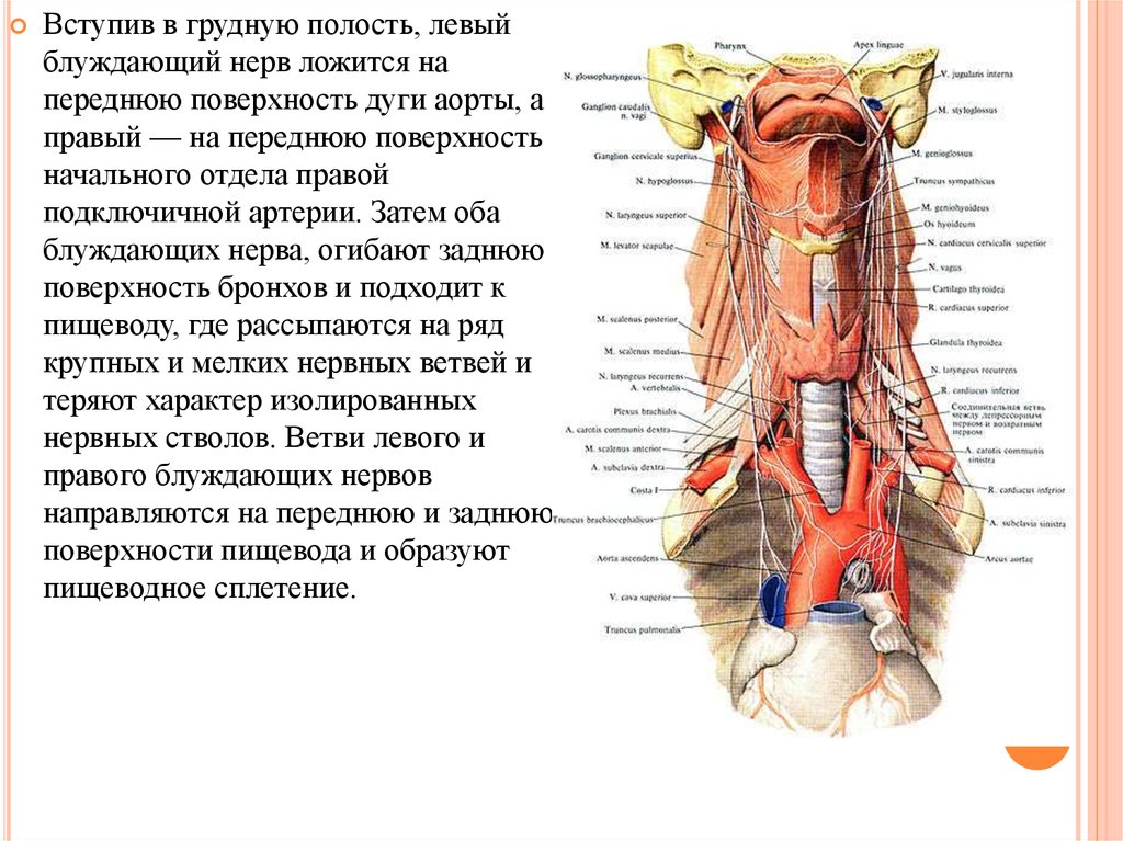 Правый блуждающий нерв. Блуждающий нерв анатомия топография. Ветви грудного отдела блуждающего нерва. Блуждающий нерв nervus Vagus. Блуждающий нерв топография схема.