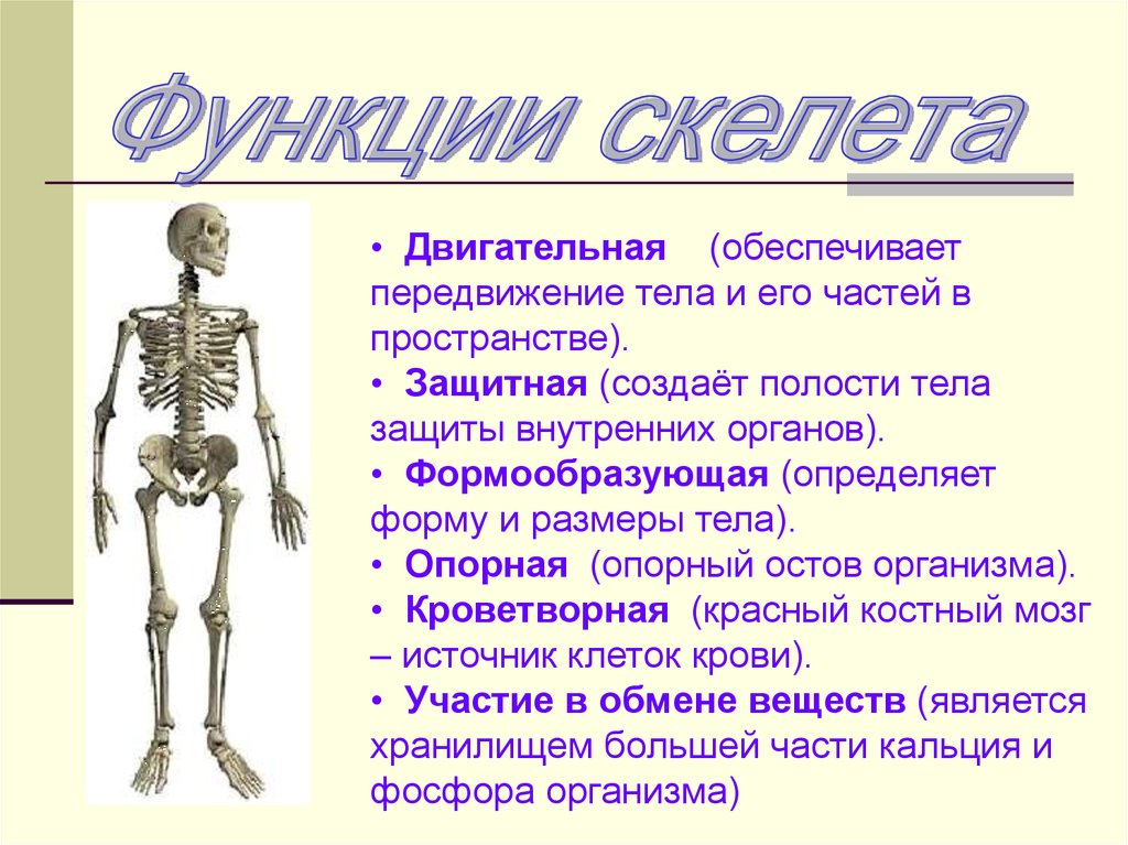 Функции скелета человека механическая. Опорно-двигательная система человека строение костей. Строение и функции скелета.