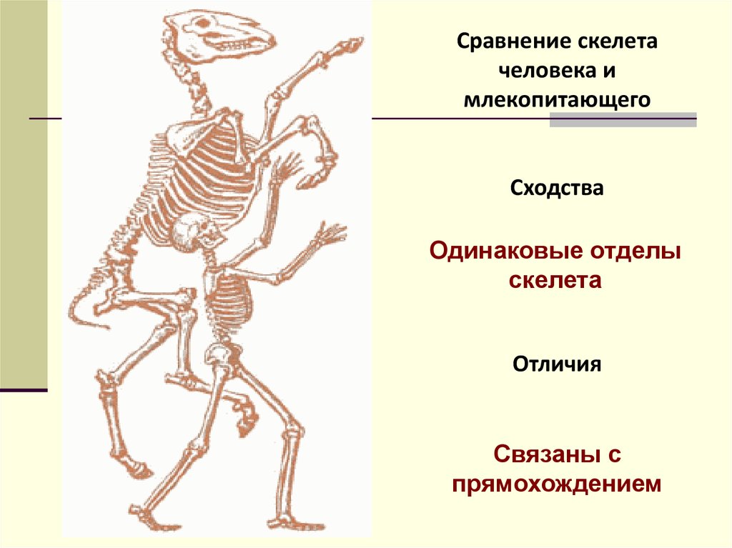 Особенности строения скелета млекопитающих функции